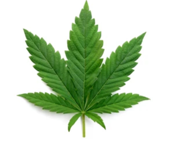 CBD léčebné konopí