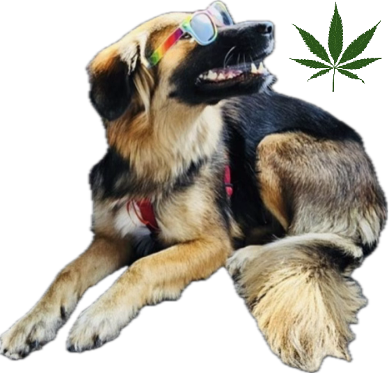 CBD pro domácí mazlíčky