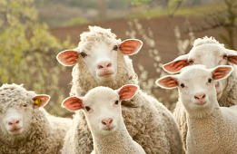 Výrobky z ovčího rouna