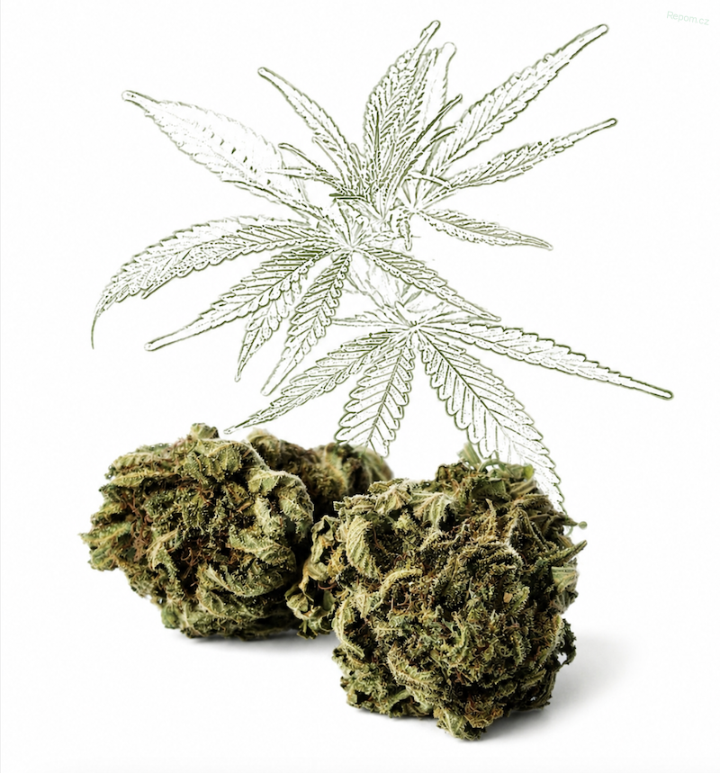 CBD Monkey Cookies 11 % květ