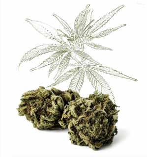 CBD Lemon Haze 13 % květ